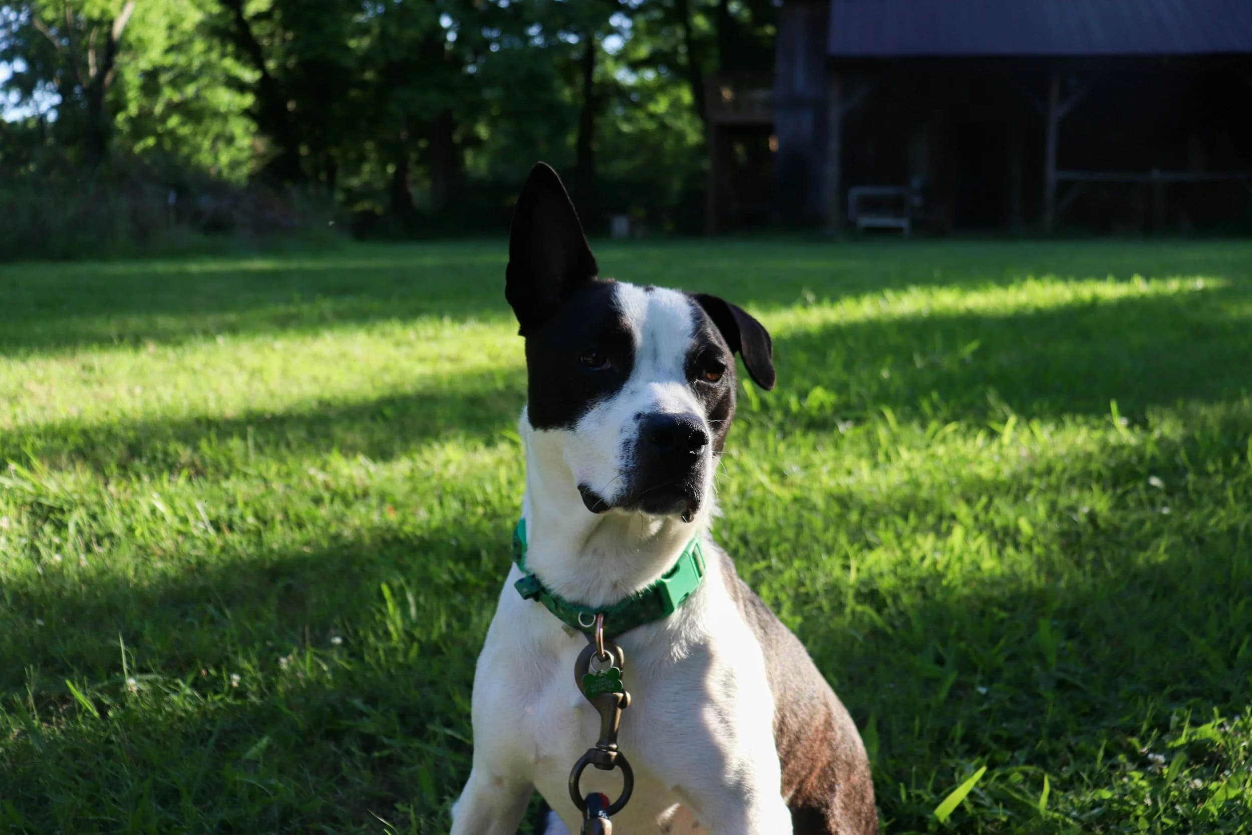 Spring Pet Waste Cleanup in Knoxville, TN | Dog Waste Removal in Total Care Exterior Plans