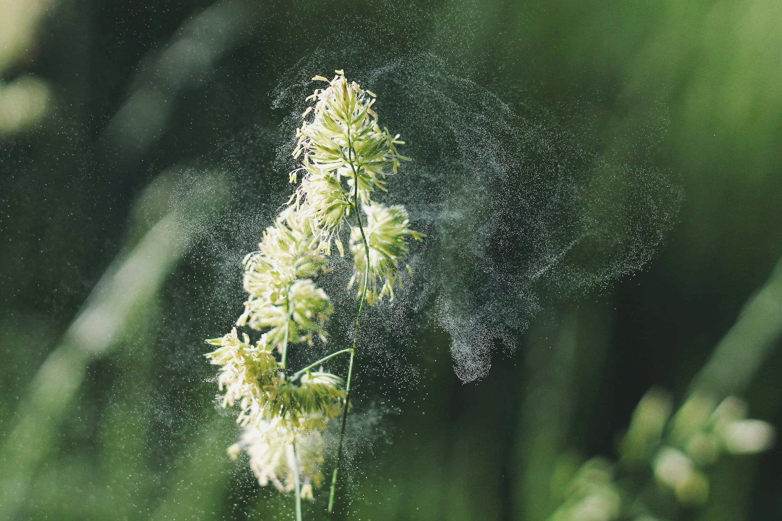 Knoxville Pollen & Humidity Exterior Damage – Fix It | KECC